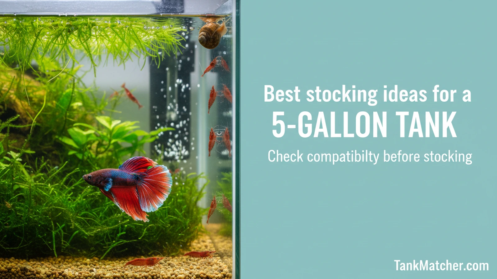 Best stocking ideas for a 5-gallon tank | TankMatcher Best stocking ideas for a 5-gallon tank aquarium compatibility guide with fish tank