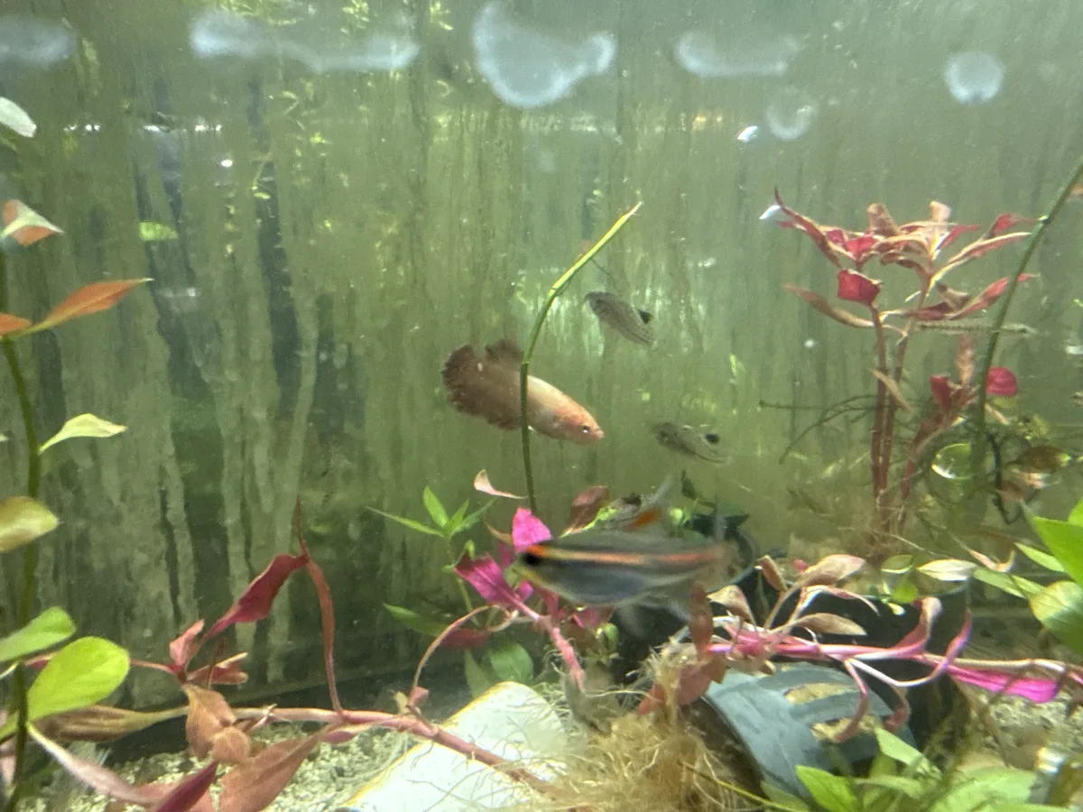Betta and retail/community tank context in a planted Betta community aquarium