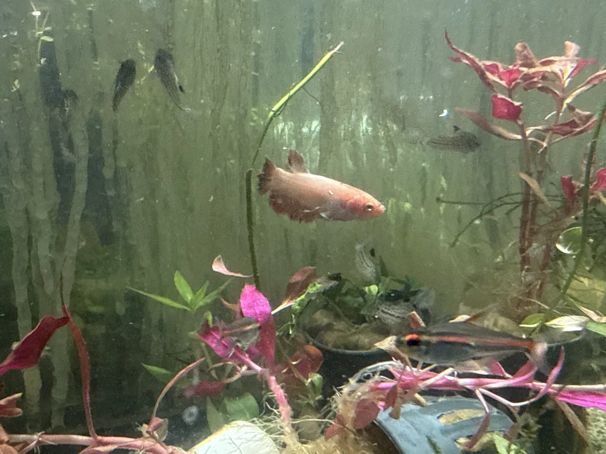 Betta and retail/community tank context in a planted Betta community aquarium