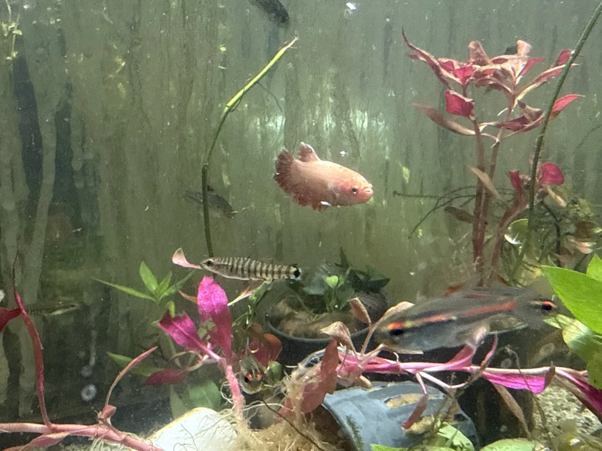 Betta and retail/community tank context in a planted Betta community aquarium