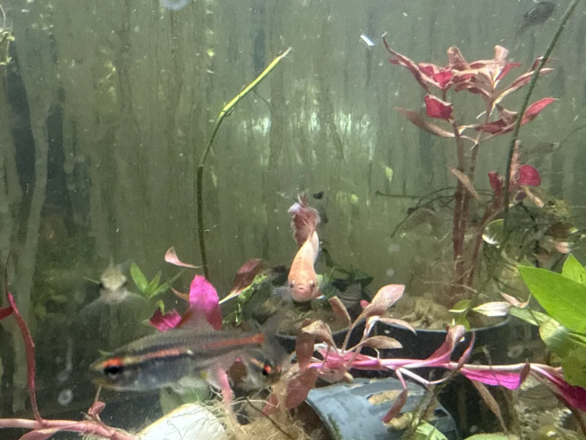 Betta and retail/community tank context in a planted Betta community aquarium
