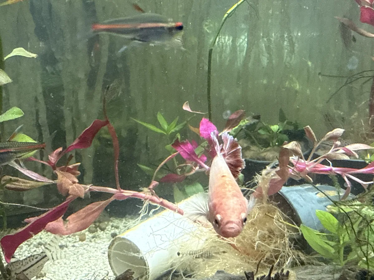 Betta and retail/community tank context in a planted Betta community aquarium