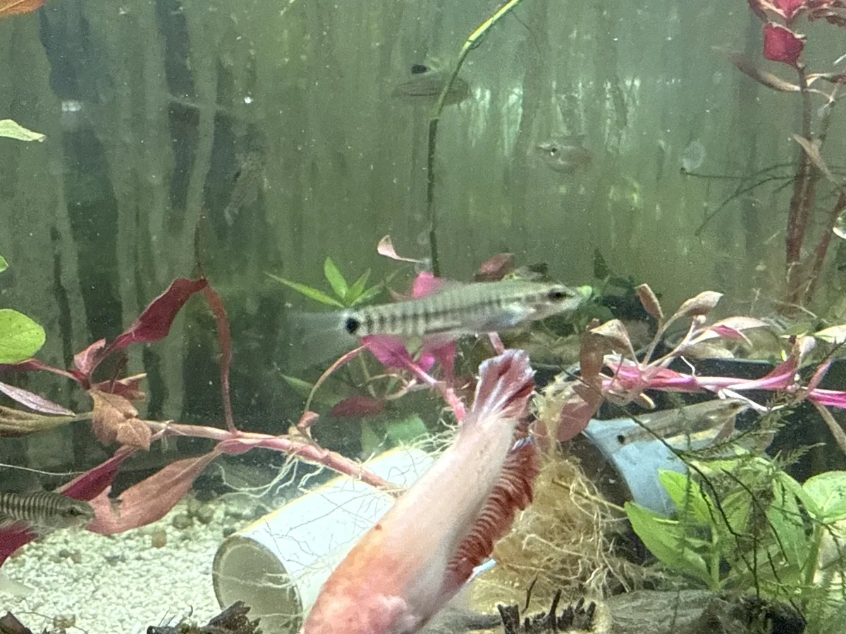 Betta and retail/community tank context in a planted Betta community aquarium