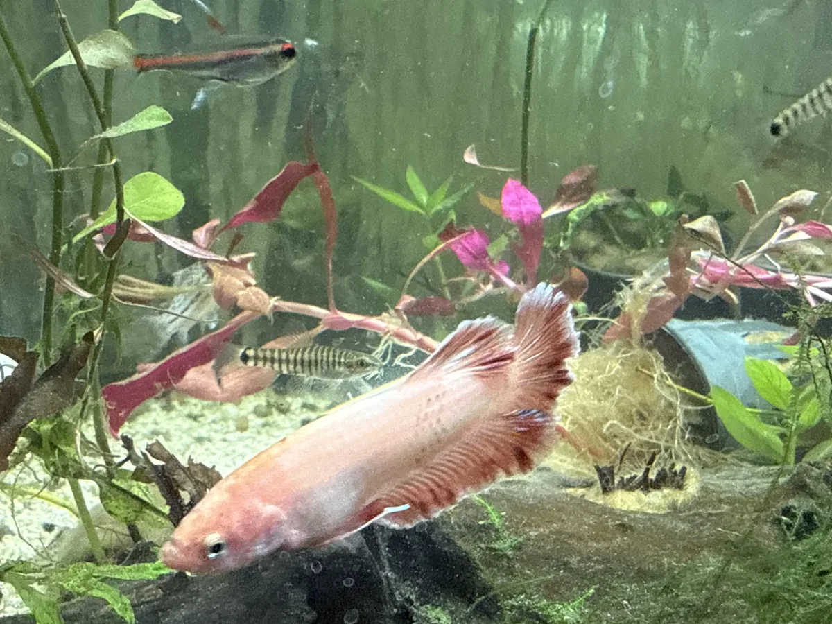 Betta and retail/community tank context in a planted Betta community aquarium