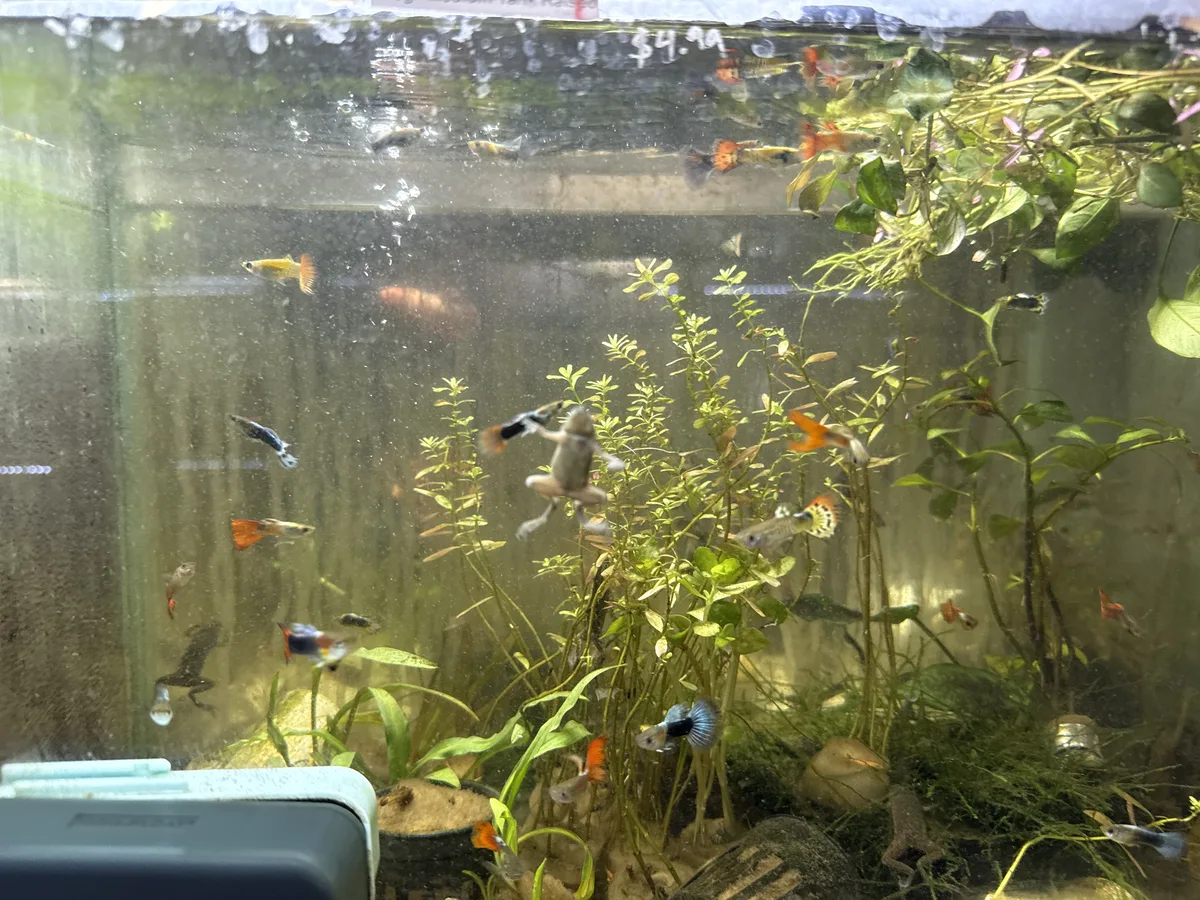 Betta and retail/community tank context in a planted Betta community aquarium