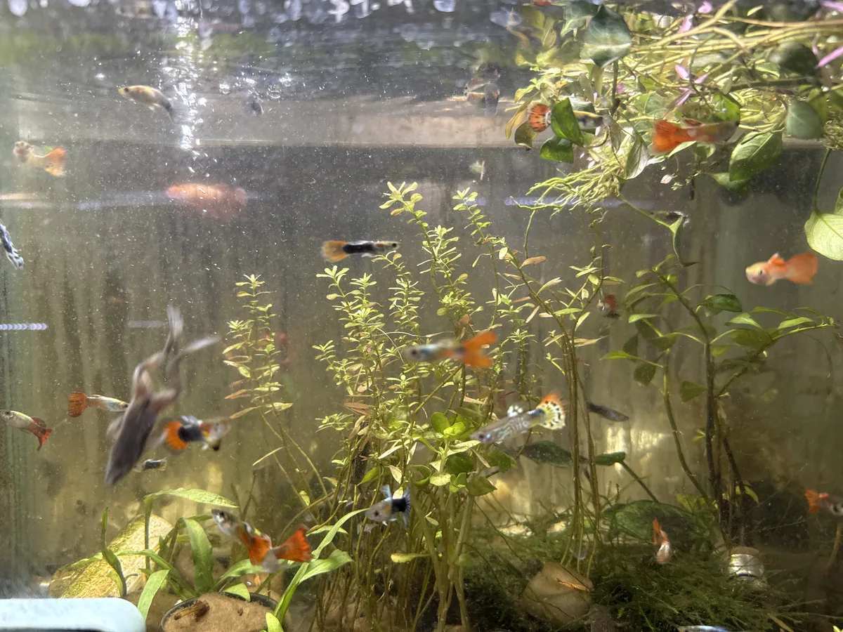 Betta and retail/community tank context in a planted Betta community aquarium