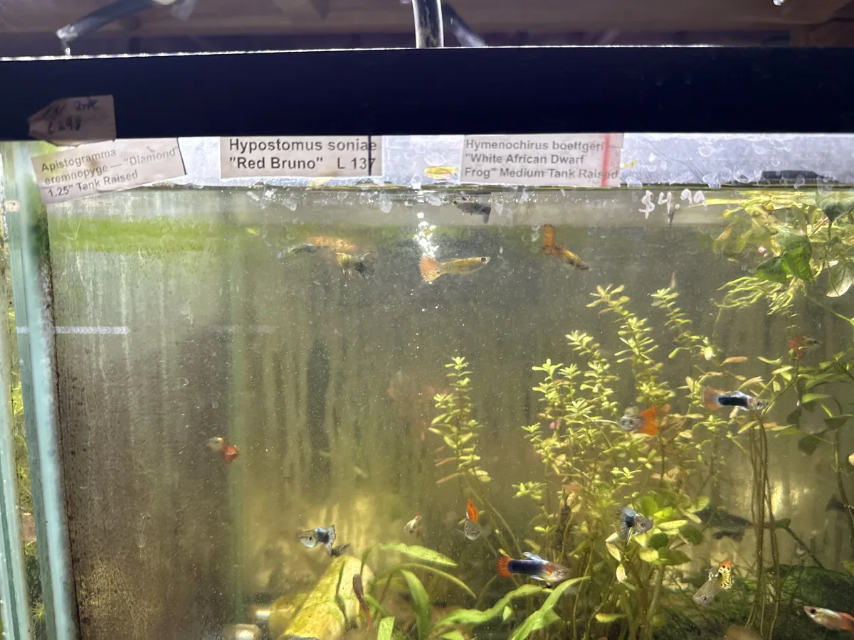 Betta and retail/community tank context in a planted Betta community aquarium