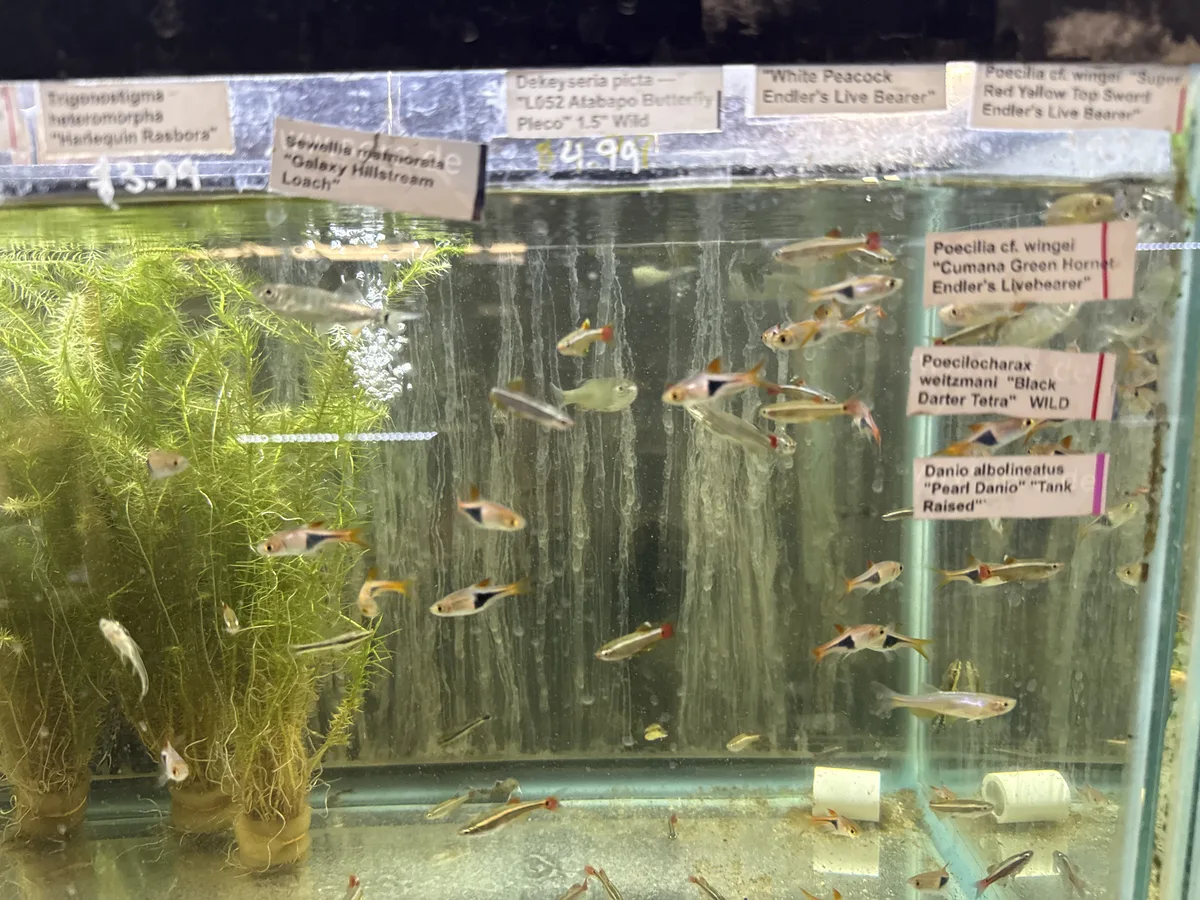 Betta and retail/community tank context in a planted Betta community aquarium
