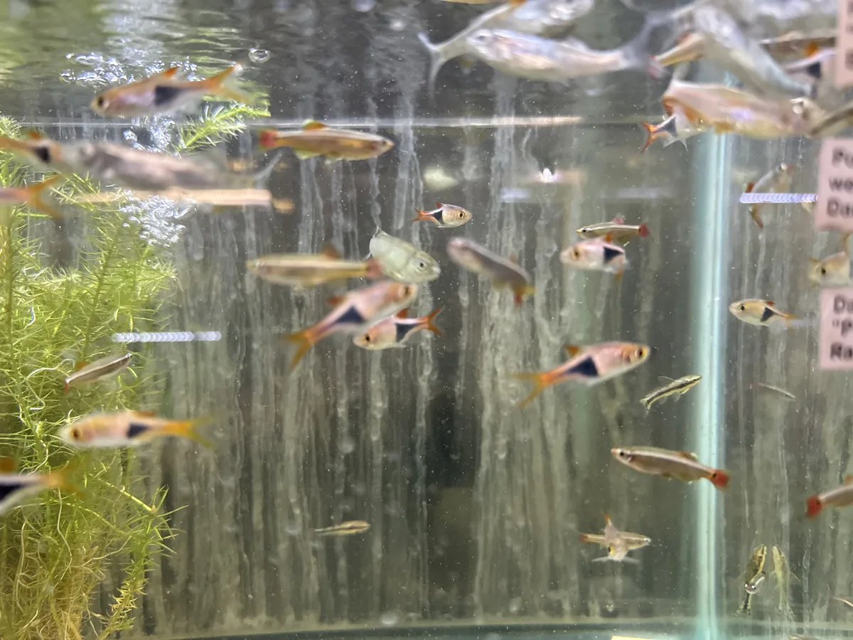 Betta and retail/community tank context in a planted Betta community aquarium