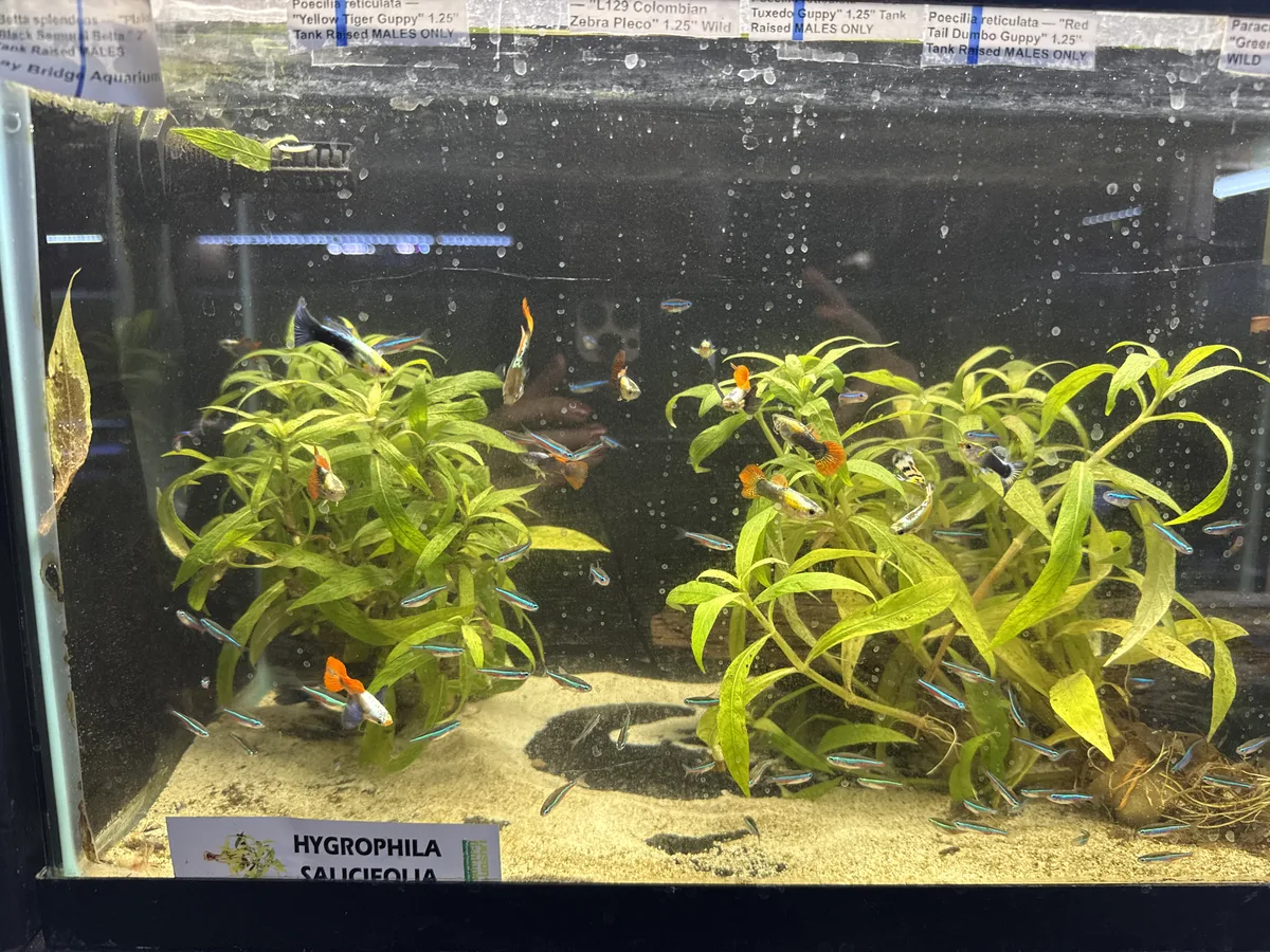 Betta and retail/community tank context in a planted Betta community aquarium