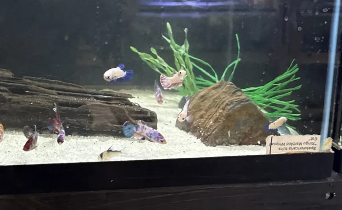 multiple female Bettas in a planted Betta community aquarium