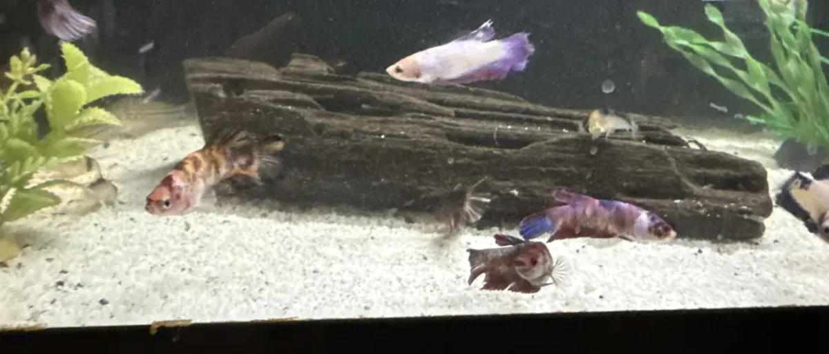 multiple female Bettas in a planted Betta community aquarium
