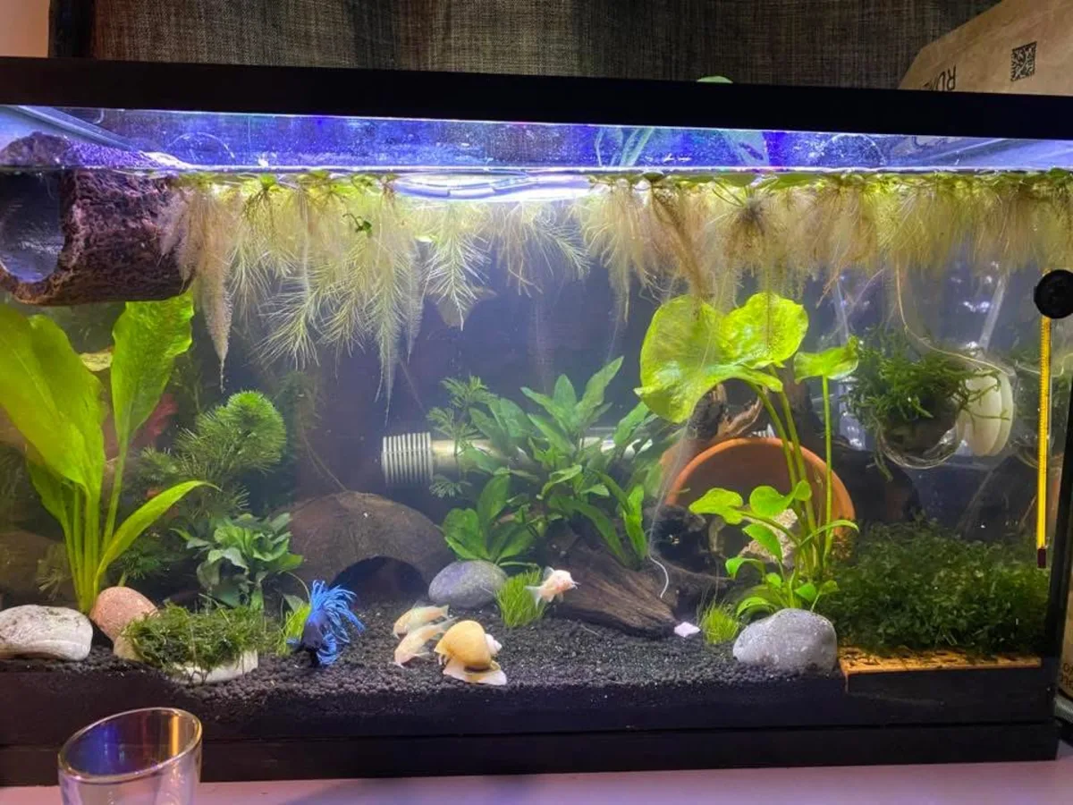 Betta, Corydoras catfish, and Mystery Snail in a planted Betta community aquarium