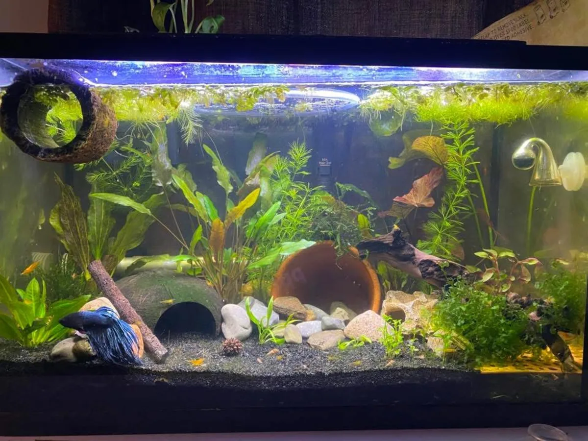 Betta and Neocaridina-type shrimp in a planted Betta community aquarium