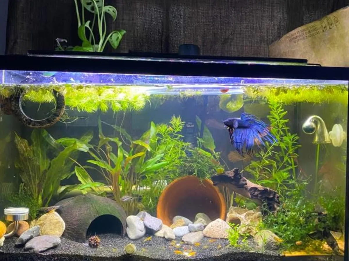 Betta, Neocaridina-type shrimp, and snails in a planted Betta community aquarium