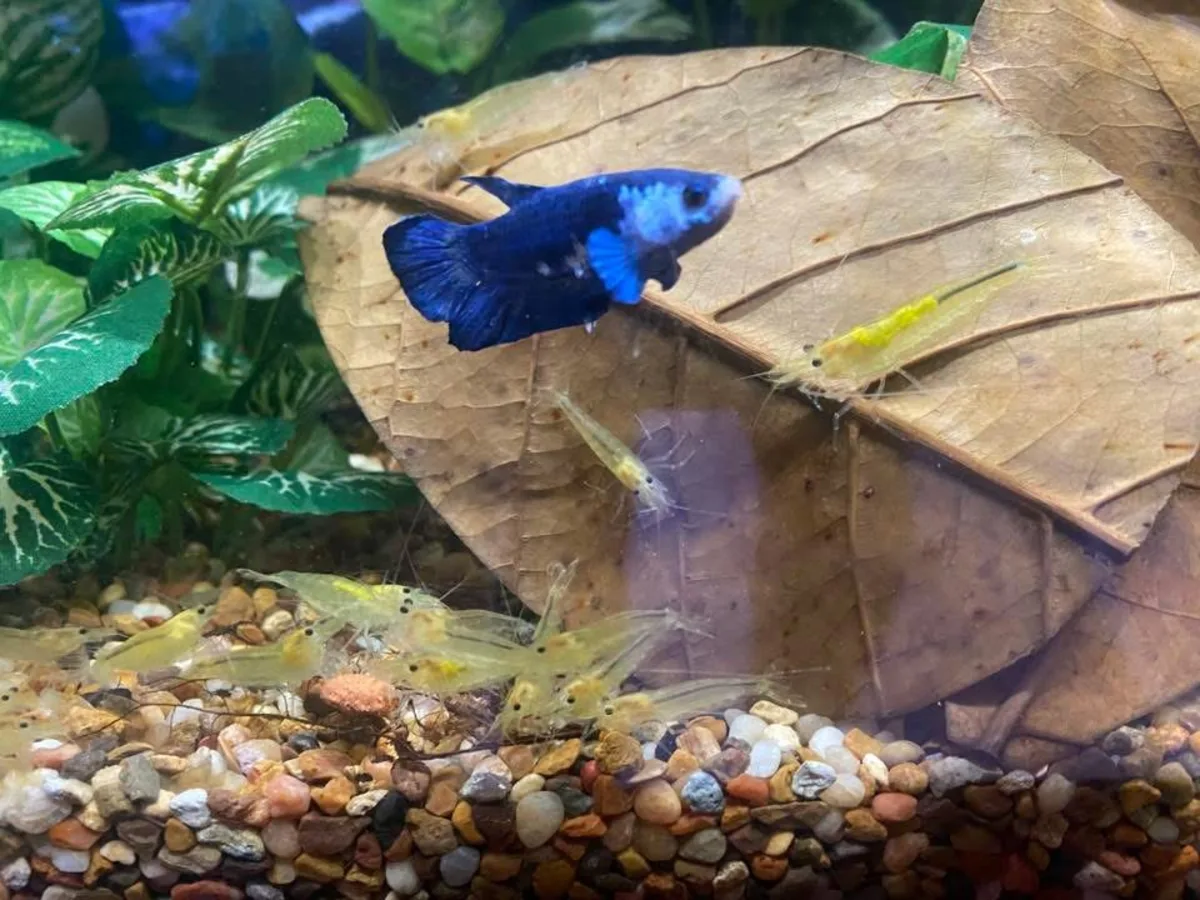 Real-world aquarium example showing a Betta observed with Cherry Shrimp.
