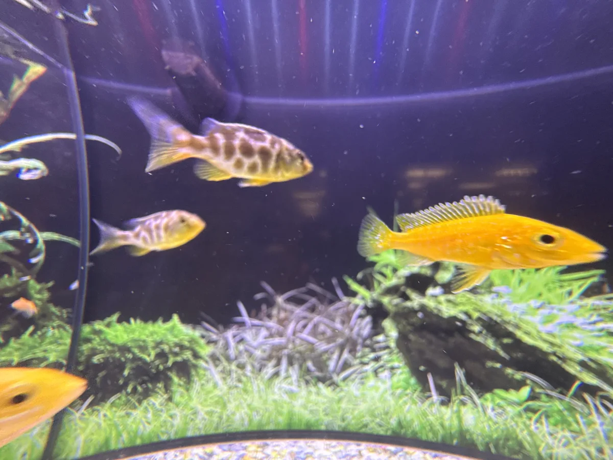 Electric Yellow Cichlid and Venustus-type African cichlids in a rocky African cichlid aquarium