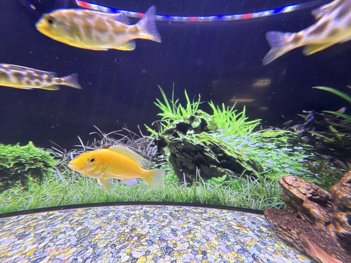 Electric Yellow Cichlid with assorted African cichlids in a rocky African cichlid aquarium