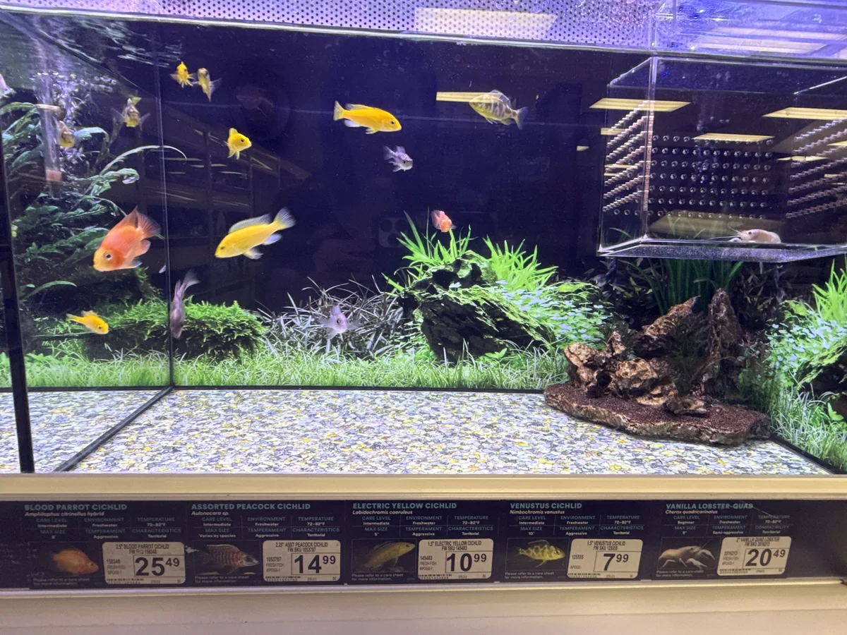 Electric Yellow Cichlid with assorted African cichlids in a rocky African cichlid aquarium