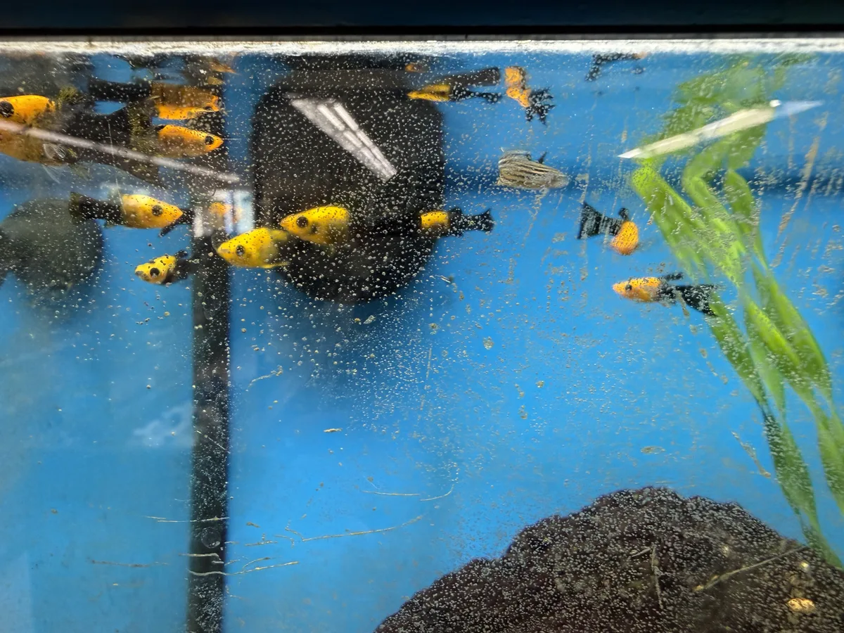 Threadfin Rainbowfish group in a mixed freshwater community aquarium