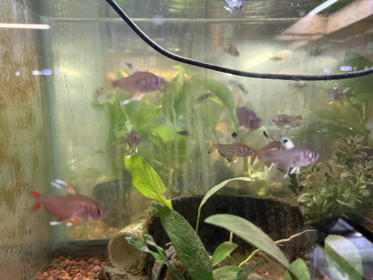mixed small community fish; exact species not asserted in a mixed freshwater community aquarium