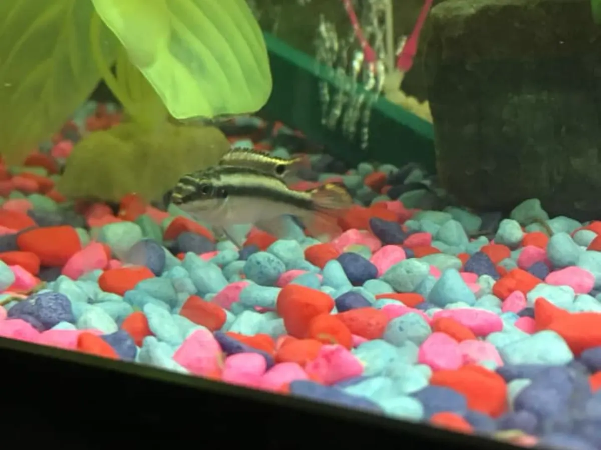 Kribensis in a mixed freshwater community aquarium