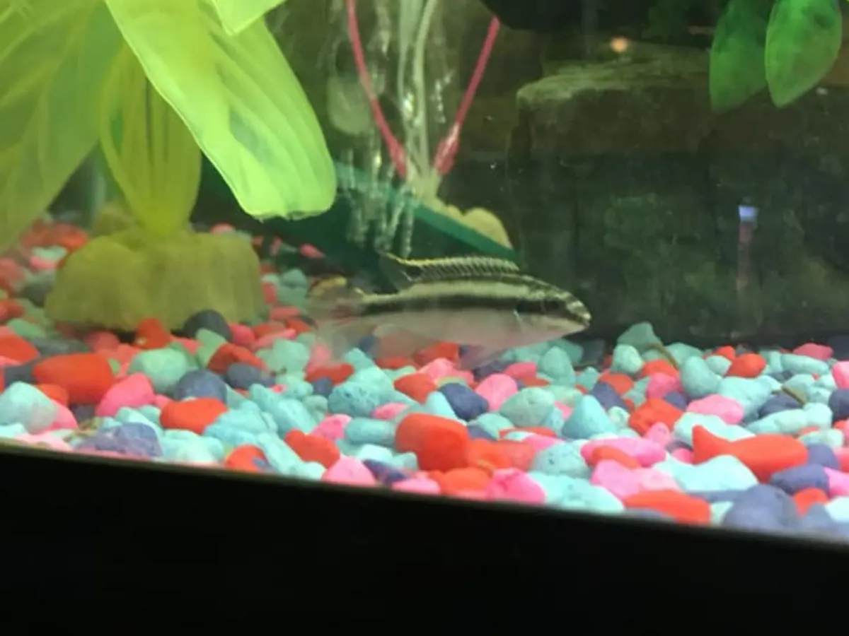 Kribensis in a mixed freshwater community aquarium