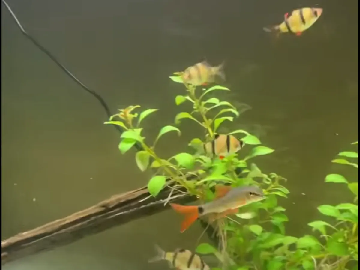 Rainbow Shark and Tiger Barbs in a mixed freshwater community aquarium