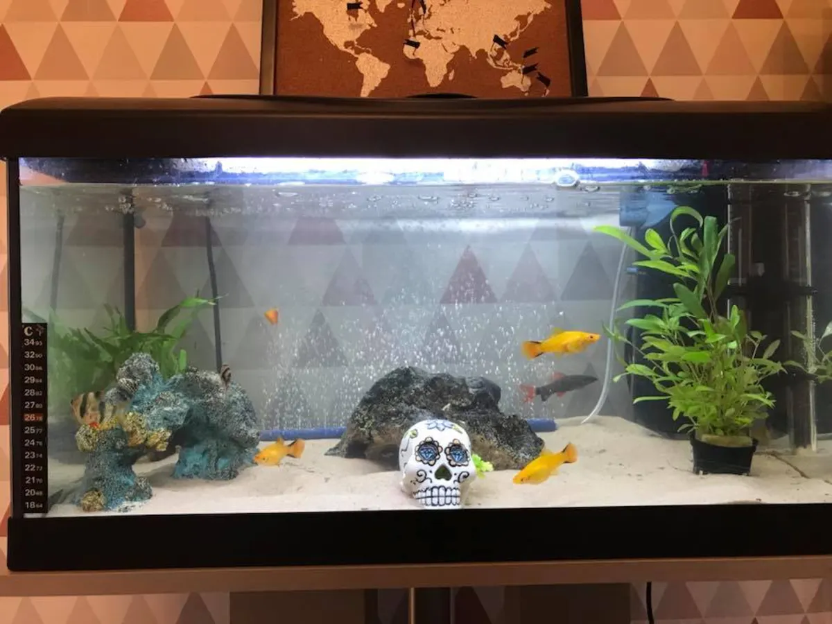 Rainbow Shark, Tiger Barbs, and Swordtails in a mixed freshwater community aquarium