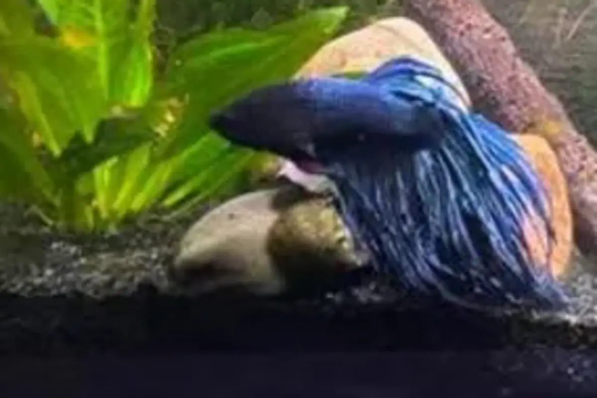 betta in a freshwater aquarium