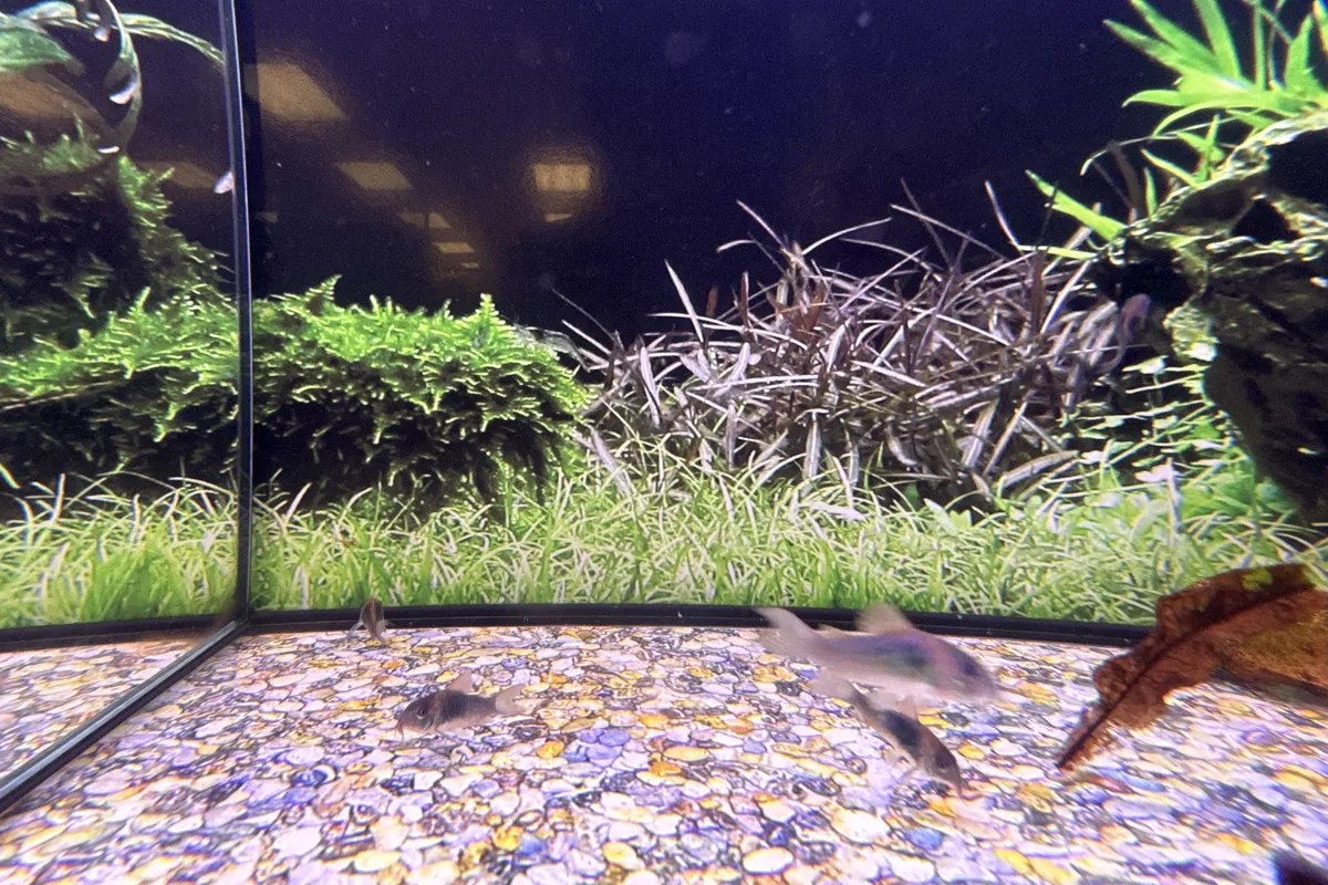 panda corydoras in a freshwater aquarium
